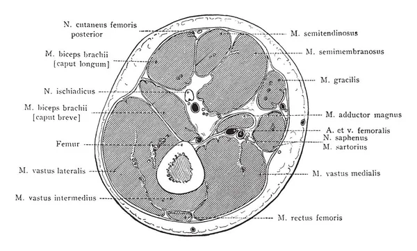 Seção Através Terço Inferior Coxa Direita Desenho Linha Vintage Gravura —  Vetores de Stock