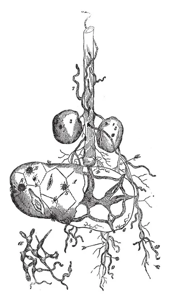 这是种马铃薯 当马铃薯从眼芽中生长后 植物根植于土壤 其茎下部被地球覆盖 复古线画或雕刻插图 — 图库矢量图片