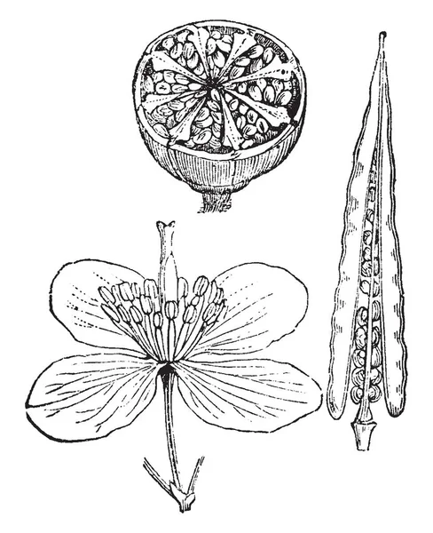 大きいクサノオウはケシ科に属する多年生の植物です 植物全体は 漢方薬 ビンテージの線描画や彫刻イラストに利用されています — ストックベクタ
