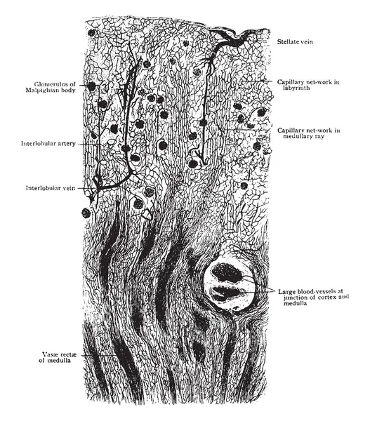 Longitudinal Section Kidney Dog Showing General Arrangement Blood Vessels Cortex — Stock Vector