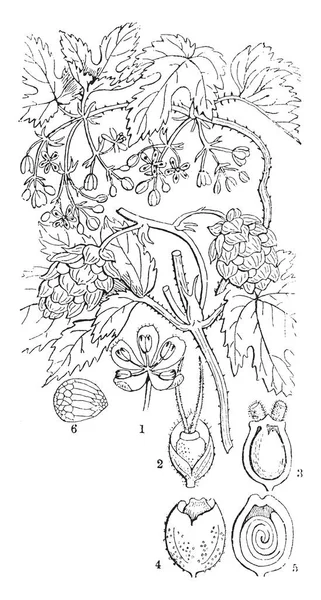 イメージは 一般的なホップ カラハナソウ ホップを示しています ブドウの木とは異なり 彼らは上昇 ビンテージの線描画や彫刻イラストをサポートする硬いの下方に直面して毛を持っているのでホップのつるではなく つる植物としてとおり — ストックベクタ