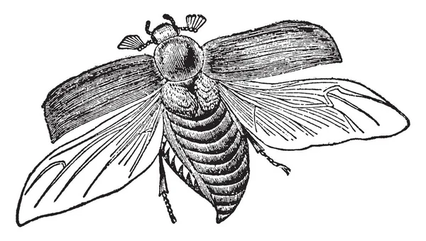 Cockchafer Escaravelho Europeu Género Melolontha Linha Vintage Desenho Gravura Ilustração —  Vetores de Stock