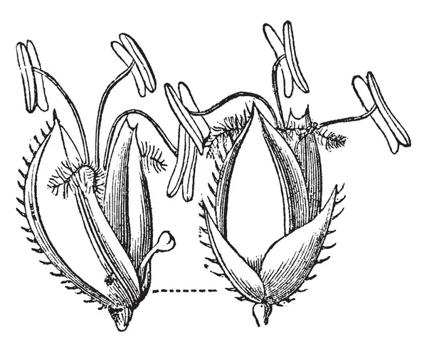 Bermudagrass Является Одним Основных Видов Черепах Спортивных Полей Парков Полей — стоковый вектор