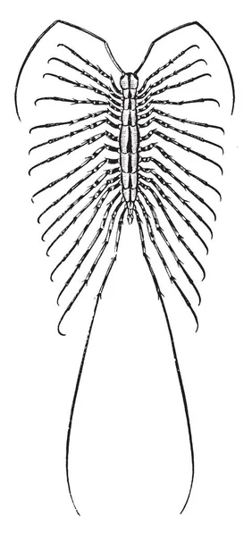 House Centipede Желто Голубой Centipede Тридцатью Ножками Винтажным Рисунком Линии — стоковый вектор