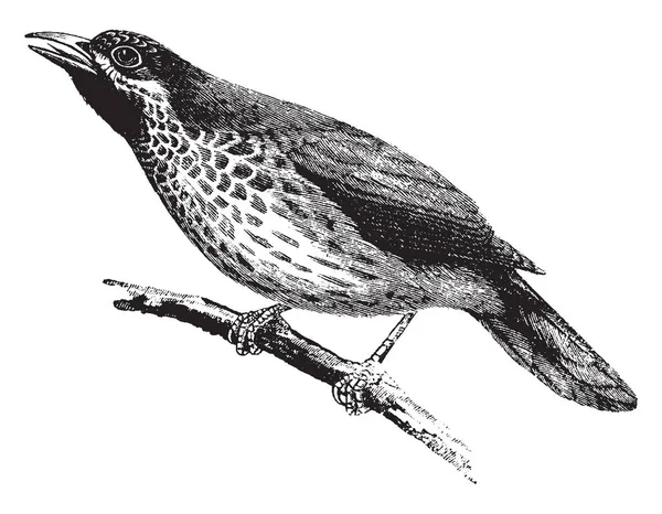 Cette Illustration Représente Babbling Thrush Dessin Ligne Vintage Illustration Gravure — Image vectorielle