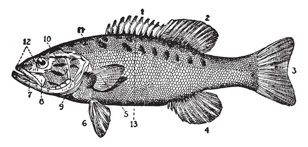 Невеликий Рот Чорний Окунь Вид Прісноводної Риби Vintage Штриховий Малюнок — стоковий вектор
