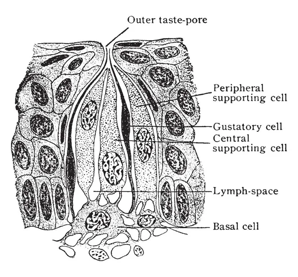 この図は 味蕾のアーキテクチャ ビンテージの線描画や彫刻イラスト — ストックベクタ