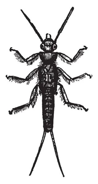 Larva Perla Marginata Que Inseto Entre Neuroptera Desenho Linha Vintage —  Vetores de Stock