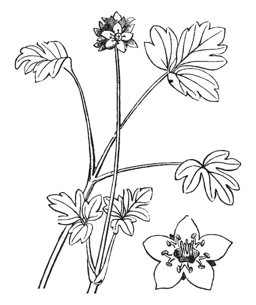 これは 多年生草本の顕花植物 ビンテージ ライン描画または彫刻図 Moschatel — ストックベクタ