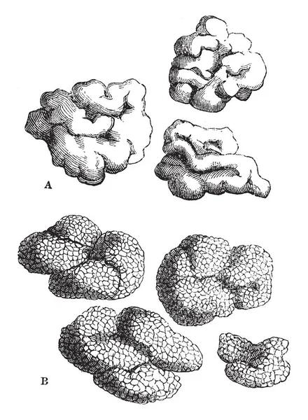 Image Species Lichens Lecanora Esculenta Lecanora Affinis Vintage Line Drawing — Stock Vector