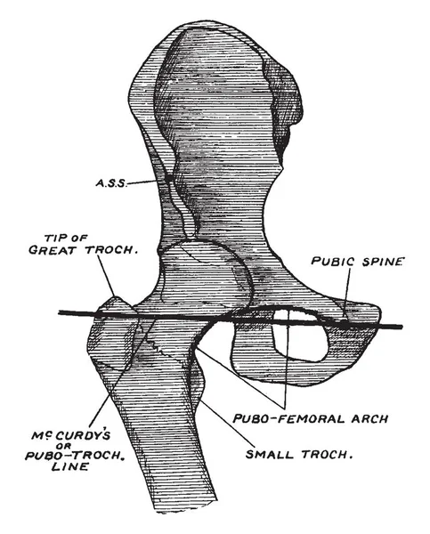 Illustration Represents Pubic Spine Vintage Line Drawing Engraving Illustration — Stock Vector