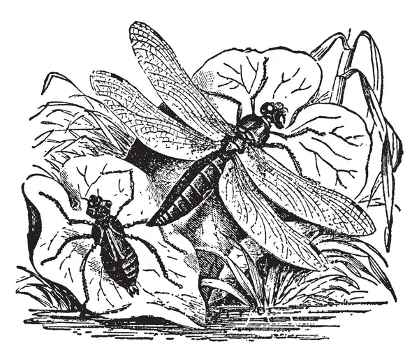 Дракона Літати Німфи Одним Видів Комах Приналежності Порядку Odonata Vintage — стоковий вектор