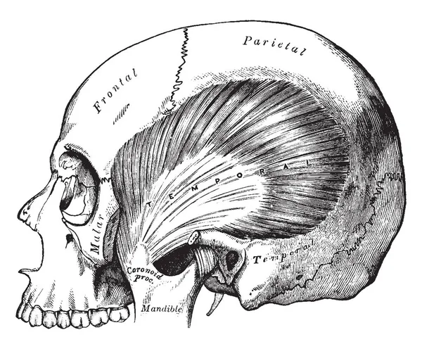 Deze Afbeelding Vertegenwoordigt Musculus Temporalis Vintage Lijntekening Gravure Illustratie — Stockvector