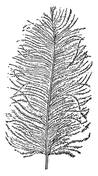 Plume Strato Piume Che Coprono Uccello Disegno Linee Vintage Incisione — Vettoriale Stock