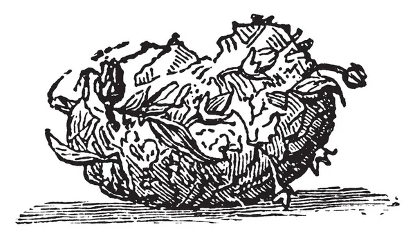 Bu resim Koza Farekulağı ', vintage çizgi çizme veya oyma illüstrasyon temsil eder..