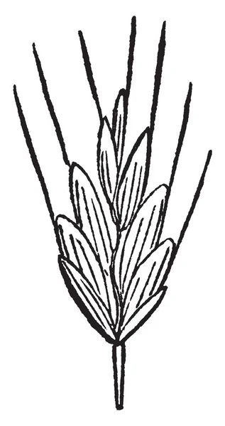 この画像逆さまにこの草を育てると フィートの側では そこまでに成長してそれは つまたは草上にある 枚の葉が毛深い 茎は事と短い ビンテージの線図チェス草を表示またはイラストを彫刻 — ストックベクタ