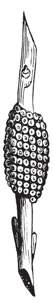 帐篷卡特毛虫蛋种在马拉科索马属的月牙家族拉西奥坎皮达 复古线条绘制或雕刻插图 — 图库矢量图片