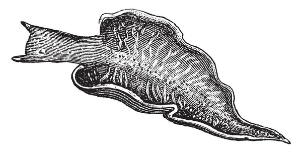 달팽이 빈티지 그림의 Placobranchidae 가족에서 Gastropod Mollusc의 — 스톡 벡터