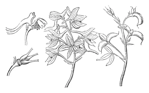 Resmi Yaprakları Stamens Carpels Olgun Meyve Dalı Gösteriyor Bunlar Cüce — Stok Vektör
