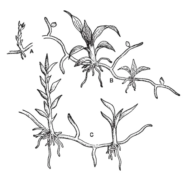 Protonemata 的形象 当青苔首先从孢子生长 它生长作为原丝体发展成一个叶状 Gametophore 复古线绘画或雕刻插图 — 图库矢量图片