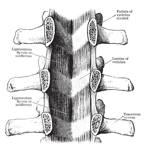 Ilustrasi Ini Mewakili Ligamenta Subflava Spine Gambar Garis Vintage Atau - Stok Vektor