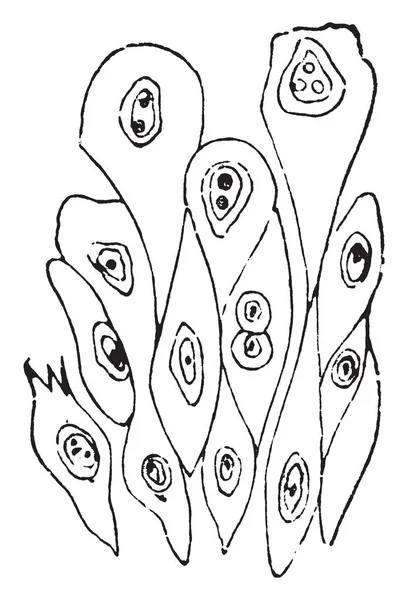 Иллюстрация Представляет Собой Глубокий Слой Эпифелия Мочевого Пузыря Рисунок Винтажной — стоковый вектор