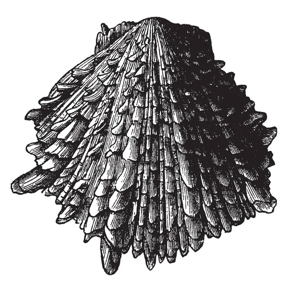 Spondylus Crassisquama Spondylus ビンテージの線描画や彫刻イラストのより顕著な種 — ストックベクタ