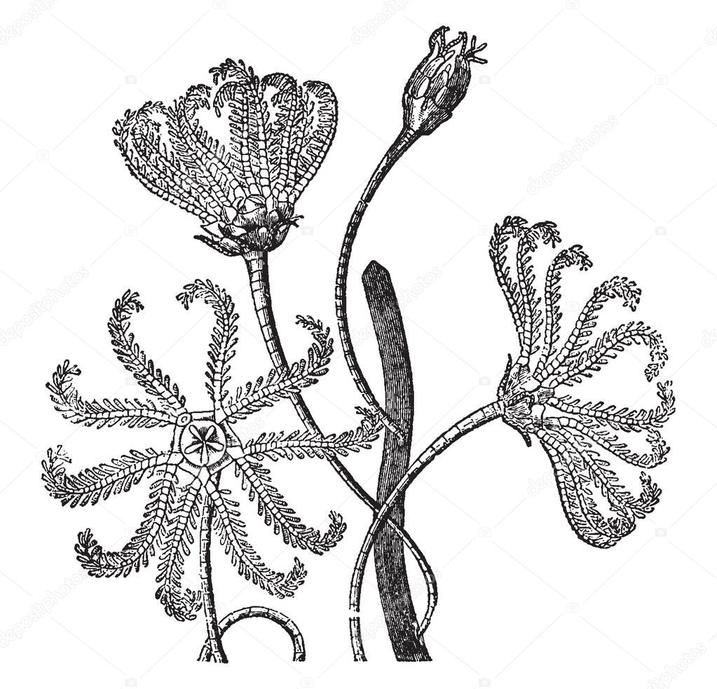 These are the Crinoidea which belong to family of starfish. They are attached to marine rocks by roots. They have long & flexible stem, vintage line drawing or engraving illustration.