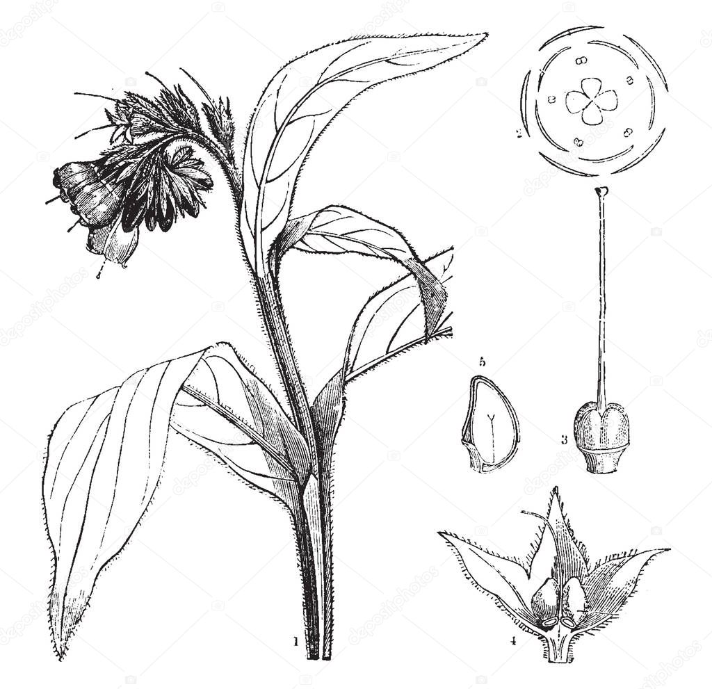 A picture, that's showing different parts of Symphytum officinale plant also known as Common Comfrey. The parts are a flower, pistil, calyx, and a vertical section of a nut, vintage line drawing or engraving illustration.