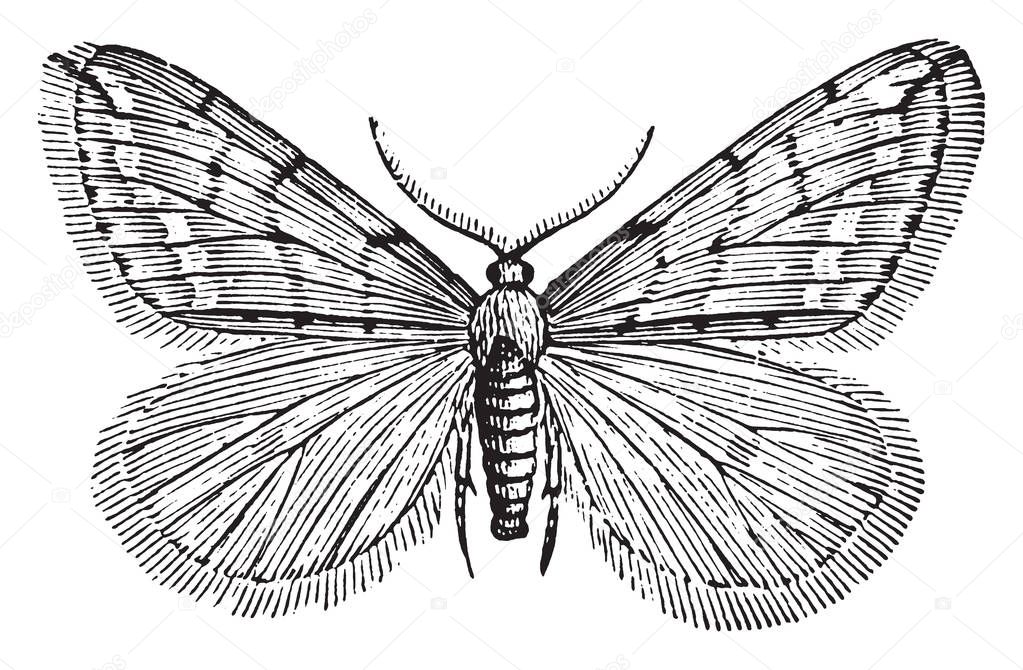 Male Spring Cankerworm Moth is found in North America from the Atlantic Ocean, vintage line drawing or engraving illustration.