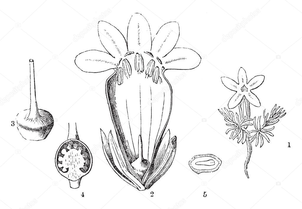 This picture showing a flower. It is a half part of flower. In this image shows an inner part of flower leaf, anther, stamp and seed, vintage line drawing or engraving illustration.