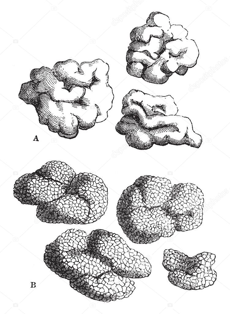 This is a image of species of Lichens where A. Lecanora esculenta, B. Lecanora affinis, vintage line drawing or engraving illustration.