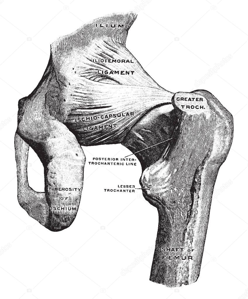 This illustration represents Back View of Hip Joint, vintage line drawing or engraving illustration.
