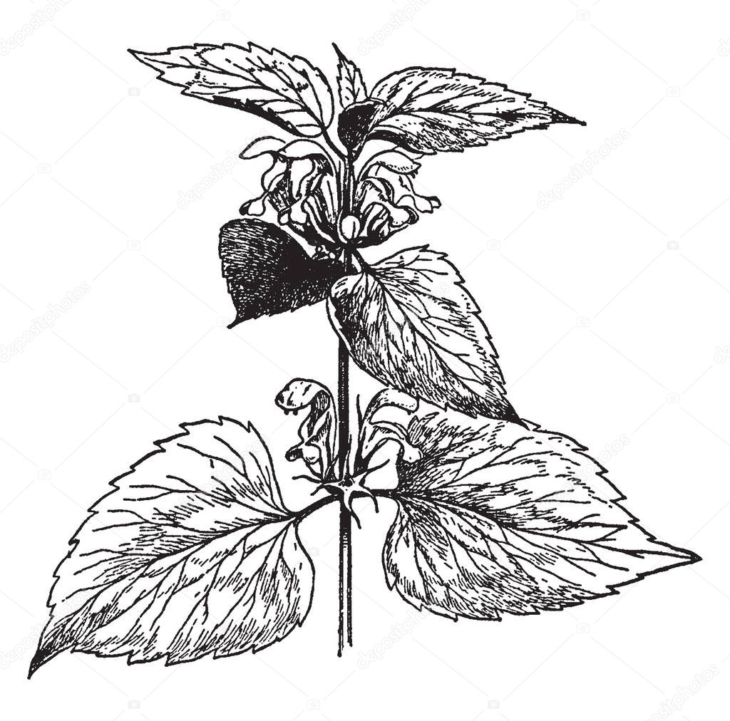 Lamium album is a flowering plant. Growing in a variety of woodland, on moist, fertile soils. It is a herbaceous perennial plant, vintage line drawing or engraving illustration.