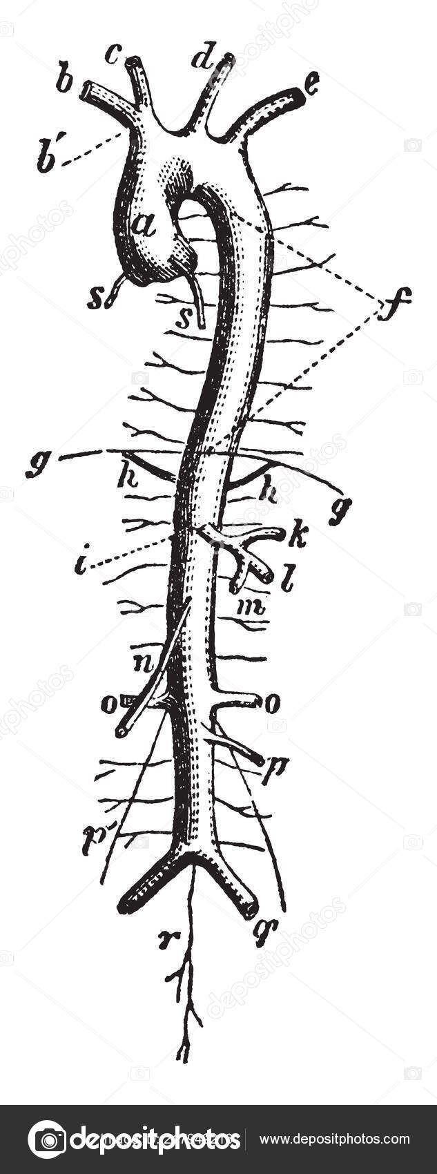 Diagram Represents Aorta Ascending Arch Aorta Vintage Line Drawing