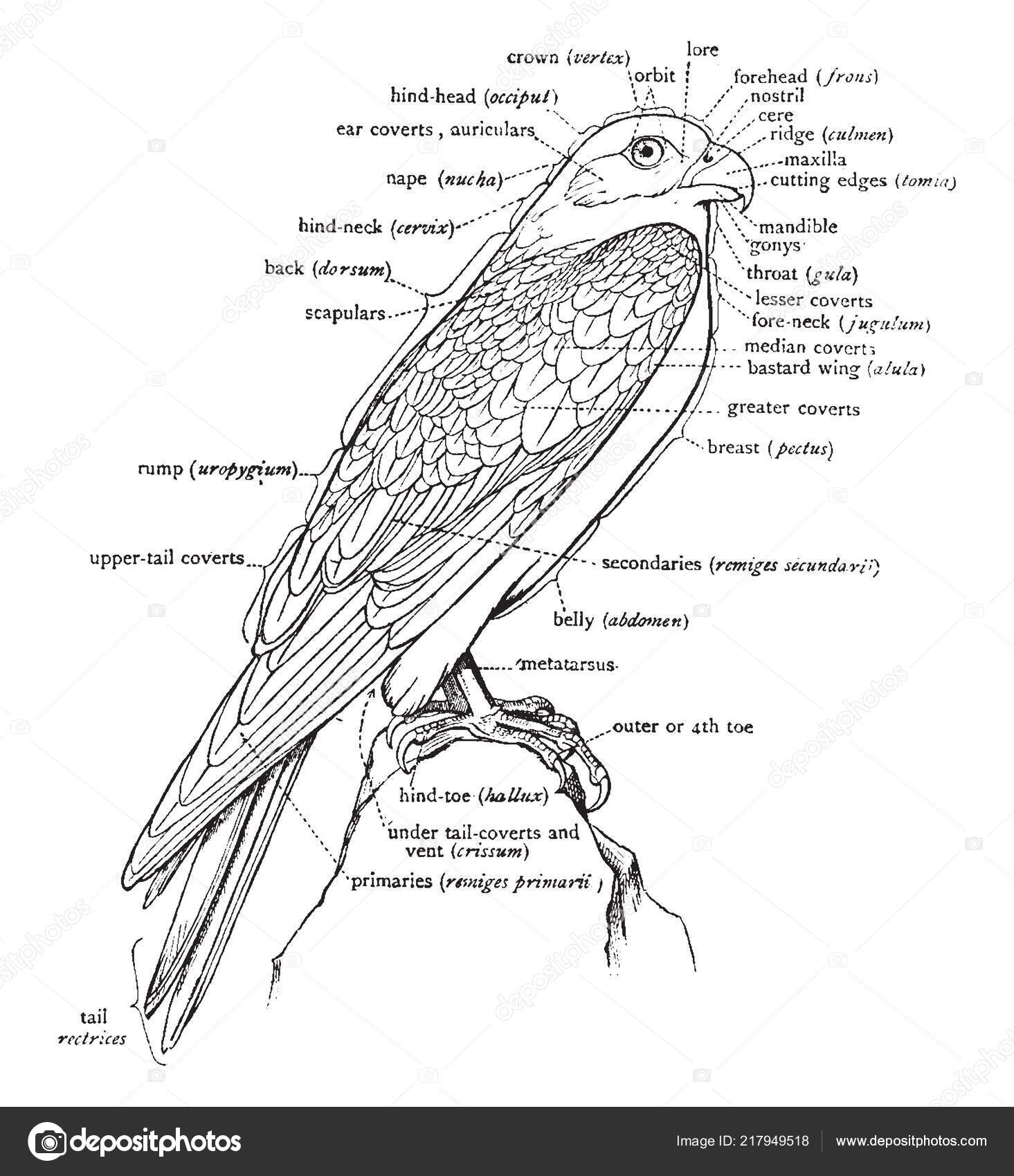 falcon wing anatomy