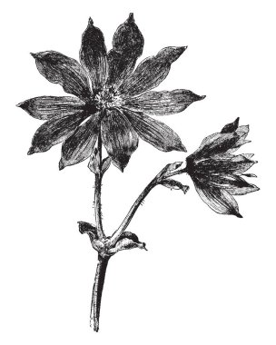 Her iki çiçek kök ayrılır. Begonya Polypetala çiçekler çok yaprakları tek merkezden, vintage çizgi çizme veya oyma illüstrasyon düzenlenmiş var.