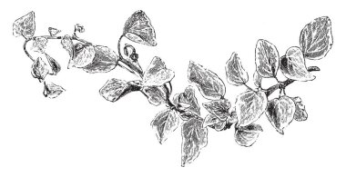 Hedera Helix Algeriensis Variegata bir hava kökleri tarafından kendi kendine yapışan var. Bu kendisi tarafından hava rootlets örülü duvarların ve ağaç gövdeleri gibi diğer yüzeyler için ekler. Sarımsı yeşil yaprakları, vintage çizgi çizme veya oyma resimde bulunan.