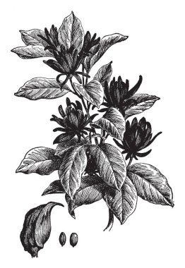 Bu Calycanthus Floridus çiçek bir dalıdır. Koyu yeşil yaprakları vardır ve bir tatlı, elma kokusu, vintage çizgi çizme veya oyma illüstrasyon çiçekler var..