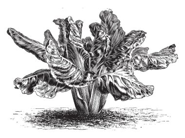 Beyaz yaprak pancar bu. Pancar yapraklarının da yenilebilir, yaprakları yeşil ve SAP çizim veya oyma illüstrasyon kırmızı vintage çizgi.