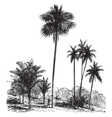 Sagopa kajmer, sıradan palmiye ağacı, Areca catechu, vintage oyulmuş illüstrasyon. La Vie dans la doğa, 1890