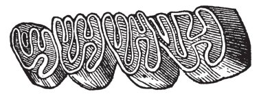 Yırtılma dişsiz, vintage çizgi çizme veya oyma resimde gösterilen bazı bu dişler ve otobur Pütürlü yüzeyi zararlı dişlere sahip.