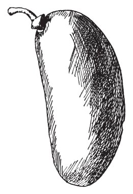 Kestane ağacı, vintage çizgi çizme veya oyma illüstrasyon meyvesi gösteren bir resim.