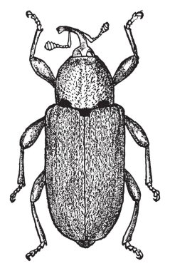Patates SAP matkap yetişkin olduğunu küçük kül gri buğday bitinin yaklaşık bir altıncı bir inç içinde uzunluk, vintage çizgi çizme veya oyma illüstrasyon,.