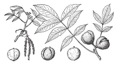 Bu çerçevede bir Hint inciri ağacı meyve taşıyan onun yaprakları ile vardır. Aynı zamanda, şube, vintage çizgi çizme veya oyma illüstrasyon çiçekler vardır.