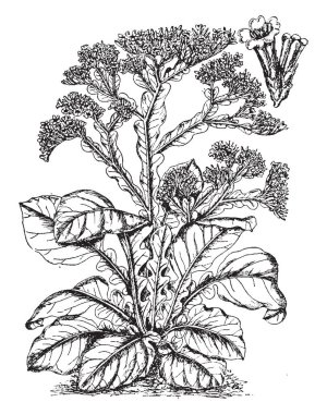 Bir resim Limonium Statice çiçekli bitki gösterir. Leadwort ailesine ait. Üyeler ayrıca deniz-lavanta bilinen yaprakları çarpılır ve taze hassas beyaz çiçekler, vintage çizgi çizme veya oyma illüstrasyon vardır.