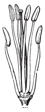 Bir resim Stamens ve hardal pistil gösterir. Pistil pollain-tahıl üst tarafında dolu Pollainsac ve alt bölümündeki bir filament. Erkek organları, vintage çizgi çizme veya oyma illüstrasyon bir ercik içerir.