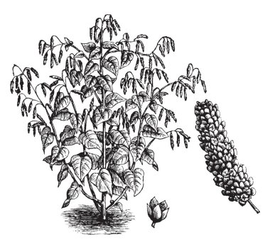 A picture is showing Princes Feather, commonly known as Polygonum orientale. This is an ornamental plant. It belongs to Polygonaceae family. It includes of red drooping flowers and egg-shaped leaves, vintage line drawing or engraving illustration. clipart