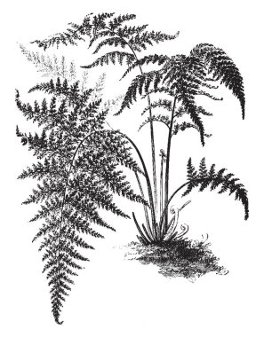 Bu Gymnogramme Decomposita bir görüntüsünü ve bu fern sarı tozu, vintage çizgi çizme veya oyma illüstrasyon kaplıdır.