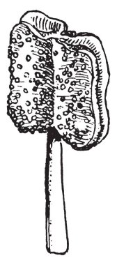 Bu görüntü bir anter gösterilen çiçek bir parçasıdır. Anter küçük ve düz, ince filament, vintage çizgi çizme veya oyma illüstrasyon bağlı.
